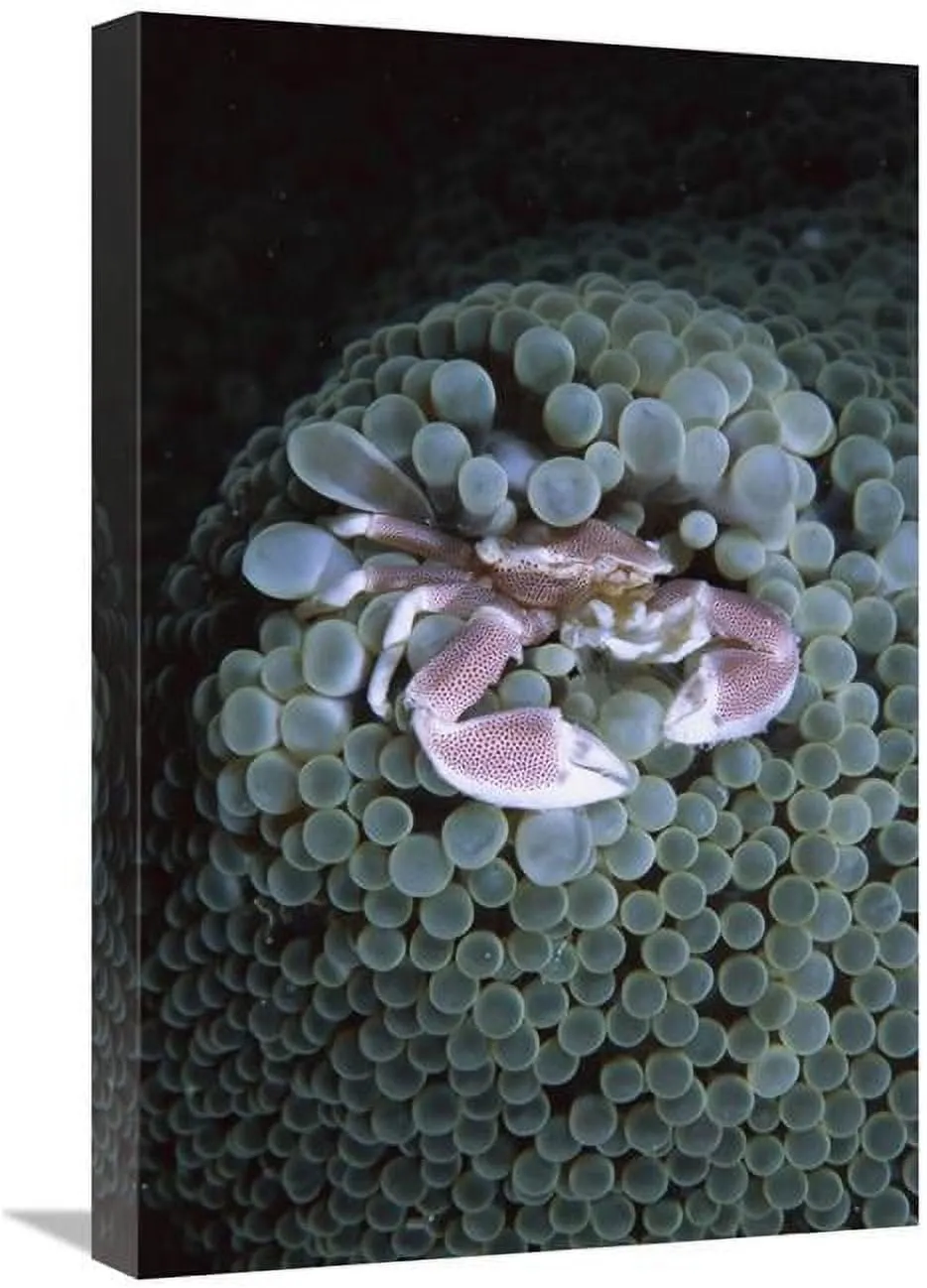 16 x 24 in. Spotted Anemone Crab Living in Sea Anemone Tentacles, Sulu Sea, Borneo Art Print - Hiroya Minakuchi