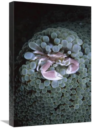 16 x 24 in. Spotted Anemone Crab Living in Sea Anemone Tentacles, Sulu Sea, Borneo Art Print - Hiroya Minakuchi