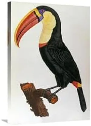 30 in. Le Toucan Art Print - Francois Le Vaillant