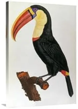 36 in. Le Toucan Art Print - Francois Le Vaillant