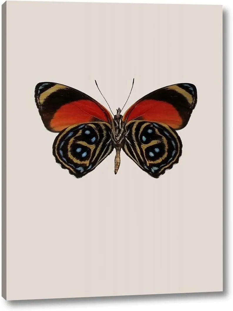 Agrias amydon - 3 by Incado - 12" x 16" Canvas Art Print Gallery Wrapped - Ready to Hang
