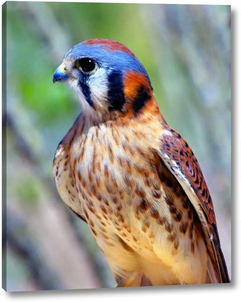 American Kestrel by Douglas Taylor - 30" x 38" Canvas Art Print Gallery Wrapped - Ready to Hang