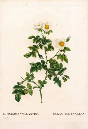 ARTTLBBS Famous Painting Picture Artwork Poster Painting Vaillant's sweetbriar rose Rosa rubiginosa variety L'Eglantine de Vaillant Portrait Artwork for Home Decor 60x90cm