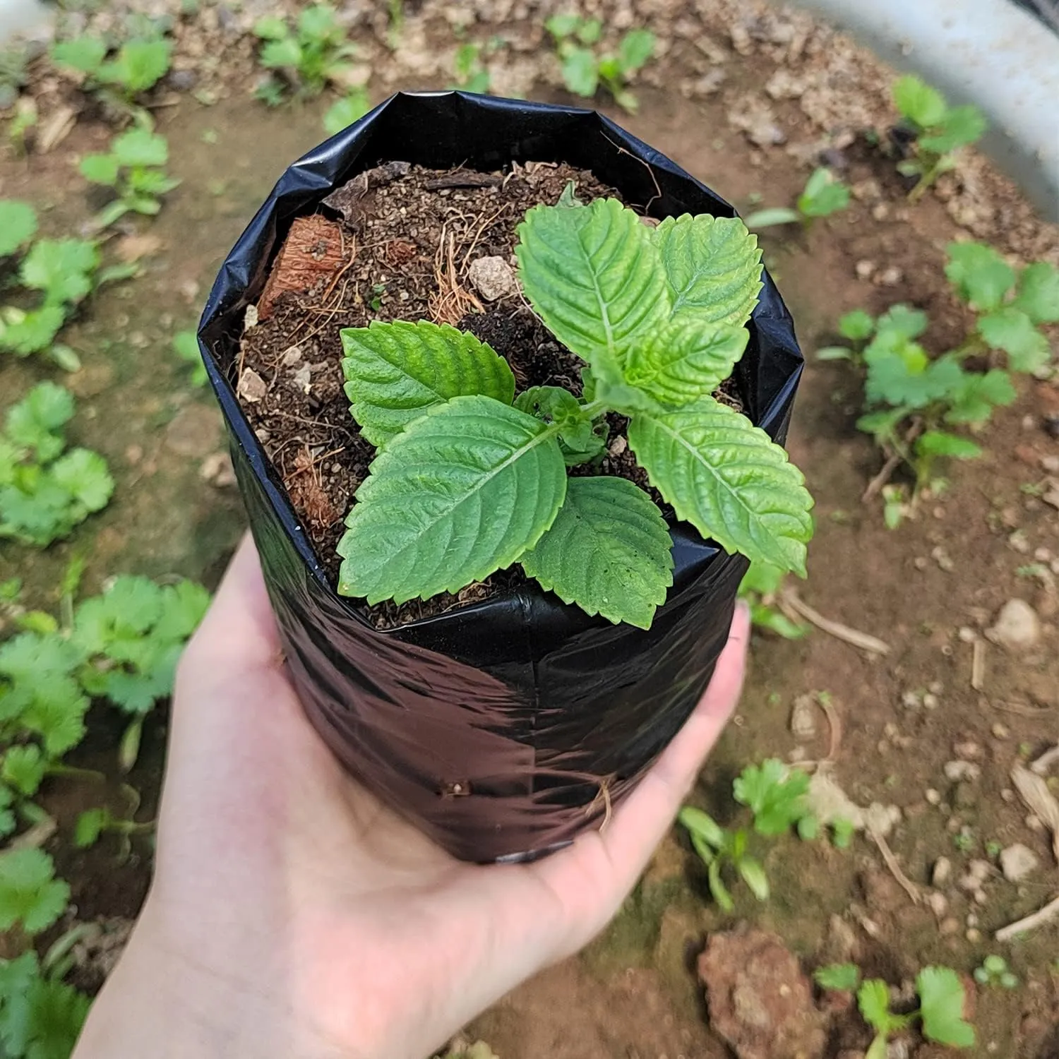 Belit 100 Pcs Plant Nursery Bags, Plastic Seedling Pots Container for Fruit Tree, Flower, Starting saplings, Plant Grow(3.5"x7.6")