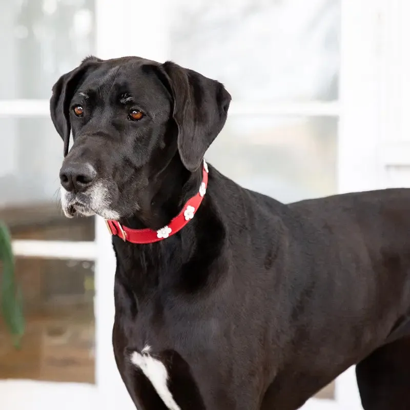 DOGUE Foxy Leather Dog Collar