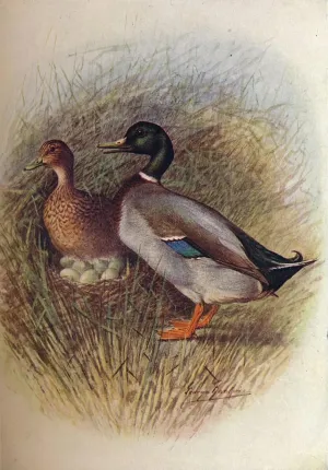 DTVWHQOHR Famous Painting Wall Art Prints Portrait Painting Mallard or Wild-duck Anas Boscas by George Rankin Vintage Canvas Prints for Home Decor 60x90cm