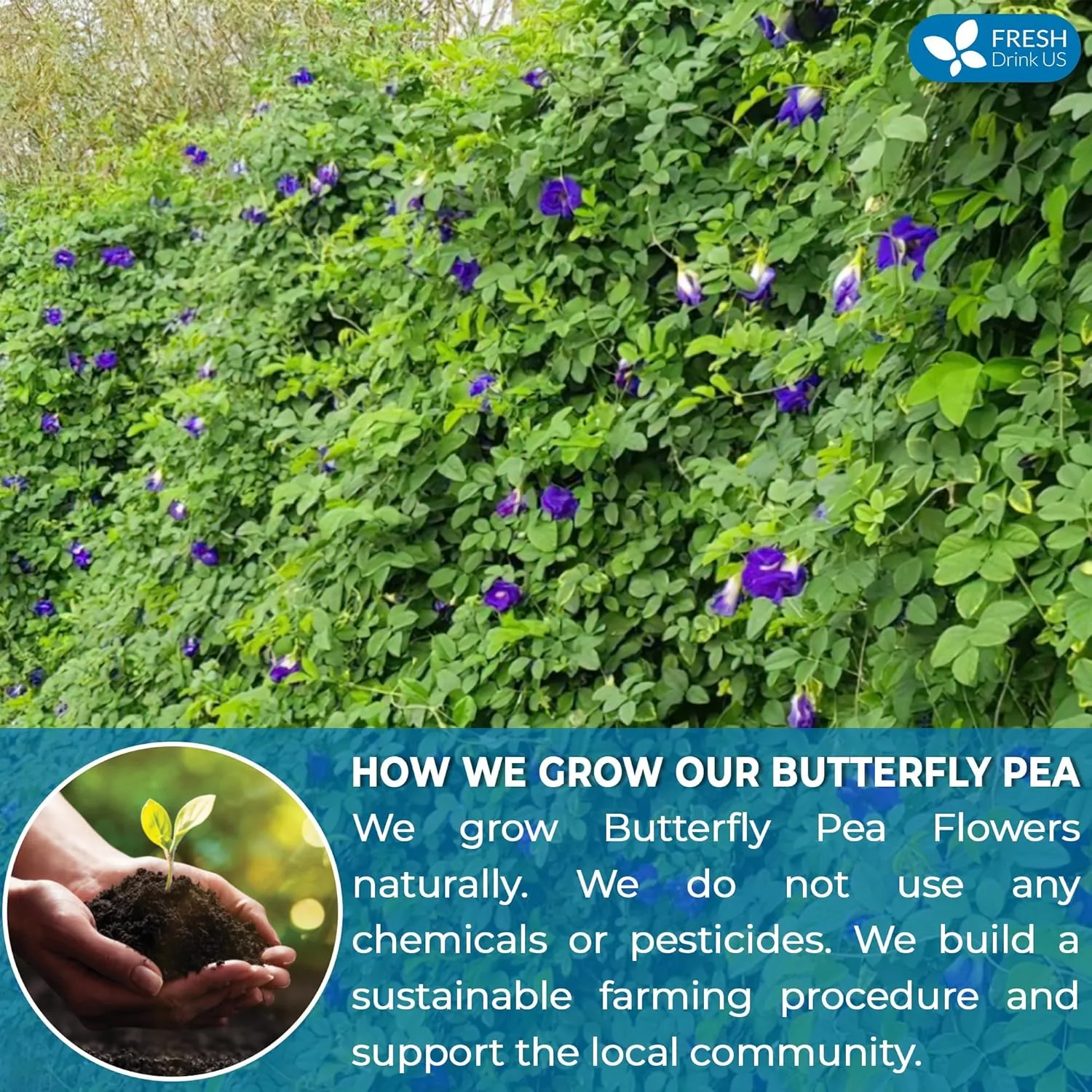 FreshDrinkUS, Premium 100 Blue Butterfly Pea Flowers Tea Bags, 100% Natural and Pure from Butterfly Pea Flowers, Made With Natural Material Tea Bag, No Sugar, No Caffeine, No Gluten, Vegan