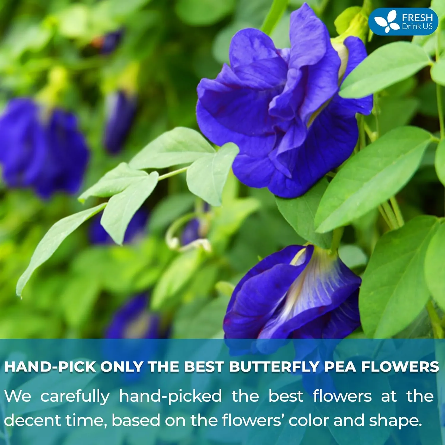 FreshDrinkUS, Premium 100 Blue Butterfly Pea Flowers Tea Bags, 100% Natural and Pure from Butterfly Pea Flowers, Made With Natural Material Tea Bag, No Sugar, No Caffeine, No Gluten, Vegan