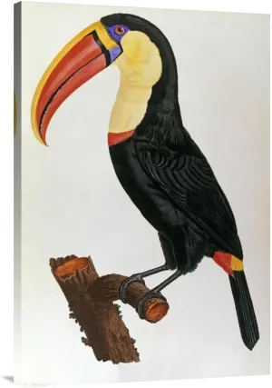 Global Gallery Budget GCS-266735-36-142 Francois Vaillant Le Toucan Gallery Wrap Giclee on Canvas Wall Art Print