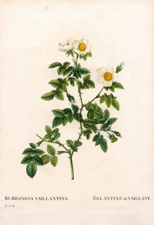 iIIHARTII Print Poster Canvas Wall Art Classic Print Art Vaillant's sweetbriar rose Rosa rubiginosa variety L'Eglantine de Vaillant by Pierre Redouté Painting Artwork for Home Decor 60x90cm