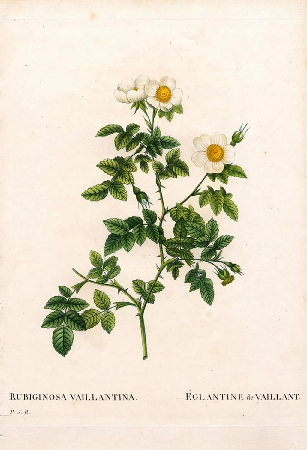 iIIHARTII Print Poster Canvas Wall Art Classic Print Art Vaillant's sweetbriar rose Rosa rubiginosa variety L'Eglantine de Vaillant by Pierre Redouté Painting Artwork for Home Decor 60x90cm
