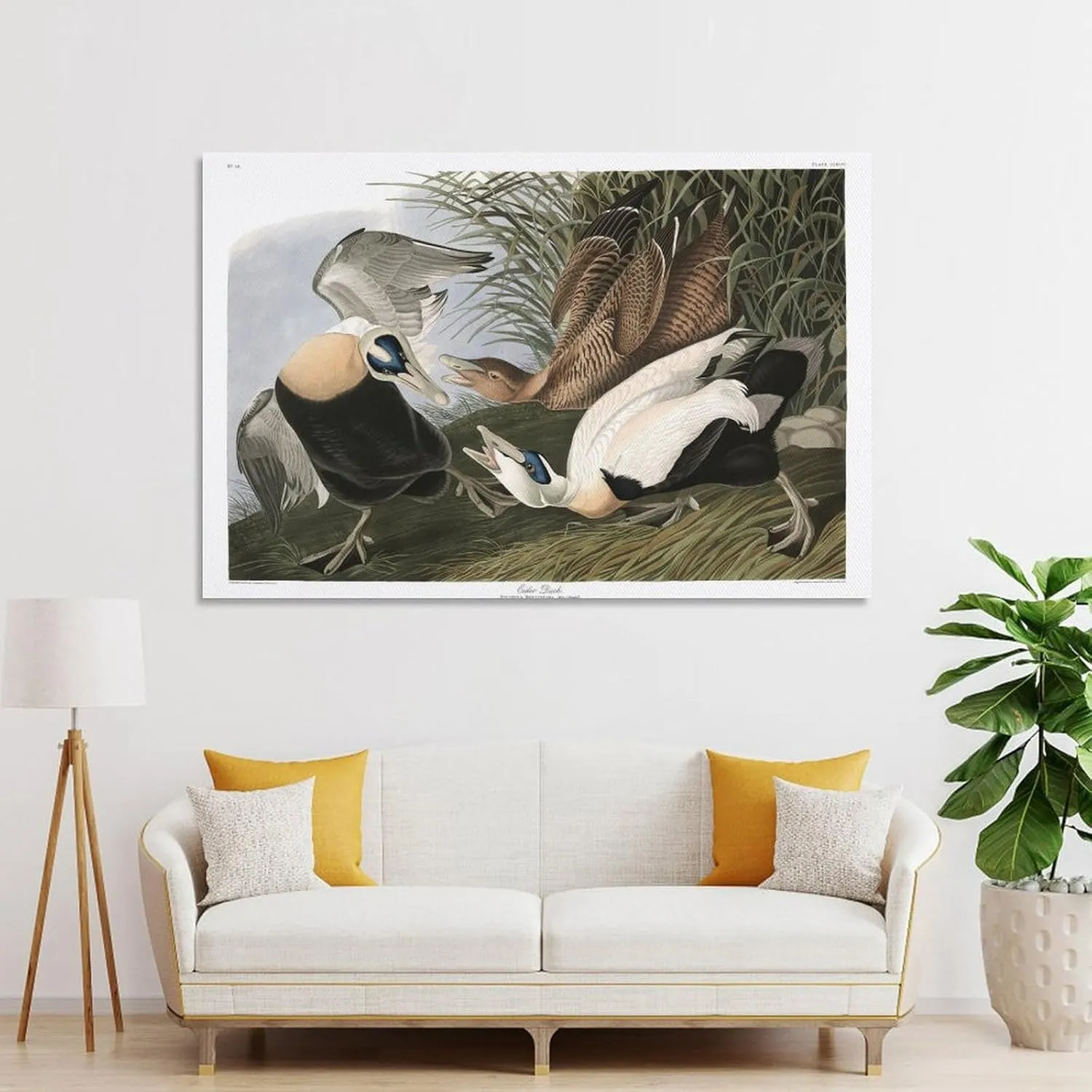 John James-Audubon Posters Print J. Audubon Birds of America 246 Eider Duck Picture Print Canvas Poster Wall Paint Art Posters Decor Modern Home Artworks Gift Idea 08x12inch(20x30cm)