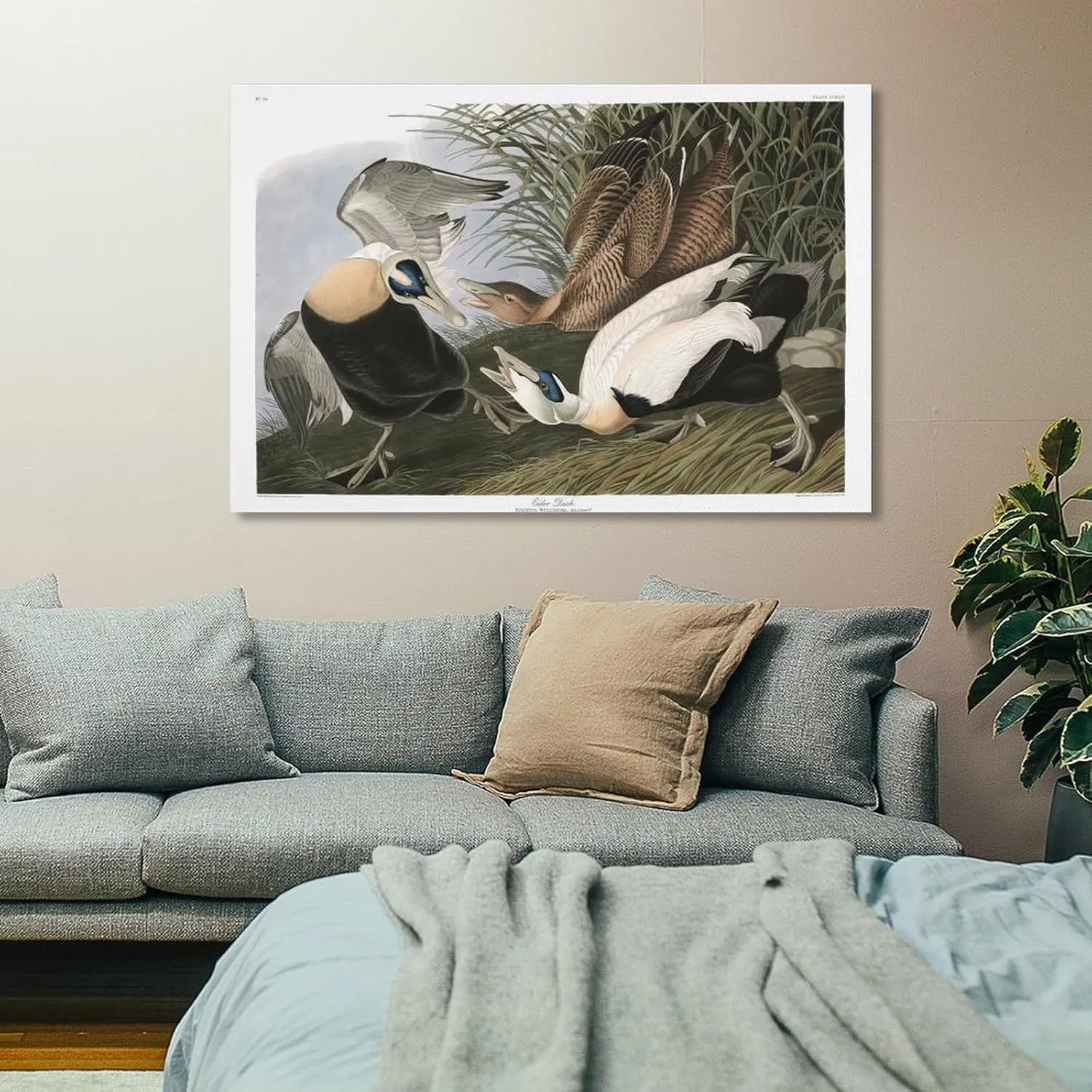 John James-Audubon Posters Print J. Audubon Birds of America 246 Eider Duck Picture Print Canvas Poster Wall Paint Art Posters Decor Modern Home Artworks Gift Idea 08x12inch(20x30cm)