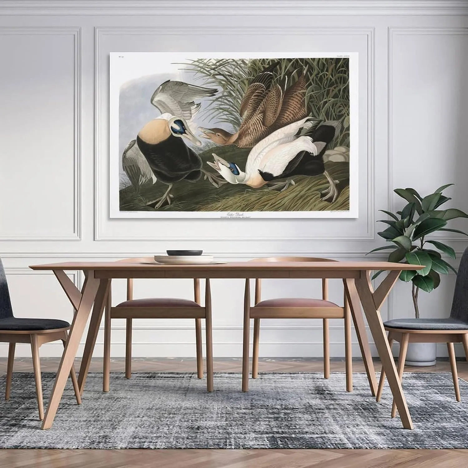 John James-Audubon Posters Print J. Audubon Birds of America 246 Eider Duck Picture Print Canvas Poster Wall Paint Art Posters Decor Modern Home Artworks Gift Idea 08x12inch(20x30cm)
