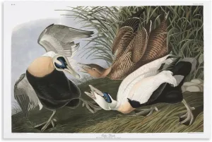 John James-Audubon Posters Print J. Audubon Birds of America 246 Eider Duck Picture Print Canvas Poster Wall Paint Art Posters Decor Modern Home Artworks Gift Idea 08x12inch(20x30cm)