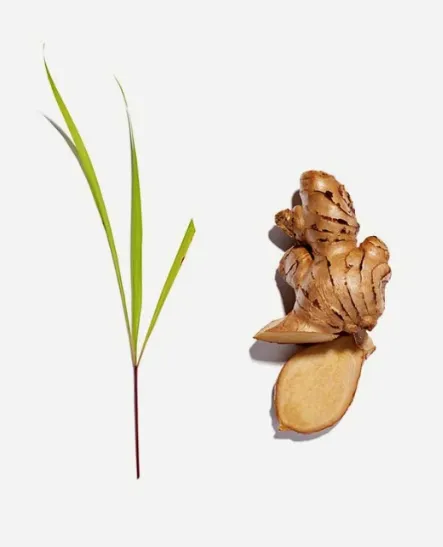 Lemongrass  and Ginger Tea Bags