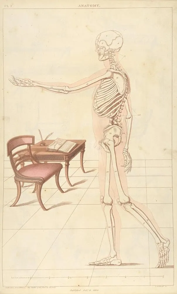 Thomas Sheraton 12x18 Gallery Wrapped Canvas Museum Art Print Titled: Anatomy (1805-1806)
