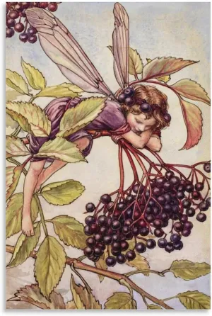 yhtgHRGU The Elderberry Fairy Illustration By Cicely Mary Barker Canvas Wall Art Poster For Room Aesthetic And Decor Poster For Office Decor Living Room Bedroom 12x18inch(30x45cm)